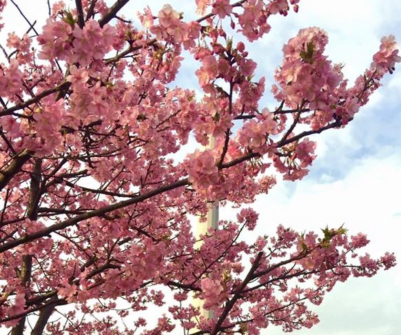 12744673_604240306393209_2735561840885584424_n (2)