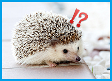 ハリネズミ！？