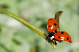 ladybug_insect_nemrut