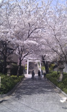 タキプロブログ　合格者が伝える中小企業診断士試験突破のノウハウ！-桜のトンネル