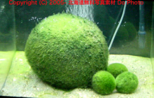 $タキプロブログ　合格者が伝える中小企業診断士試験突破のノウハウ！-まりも